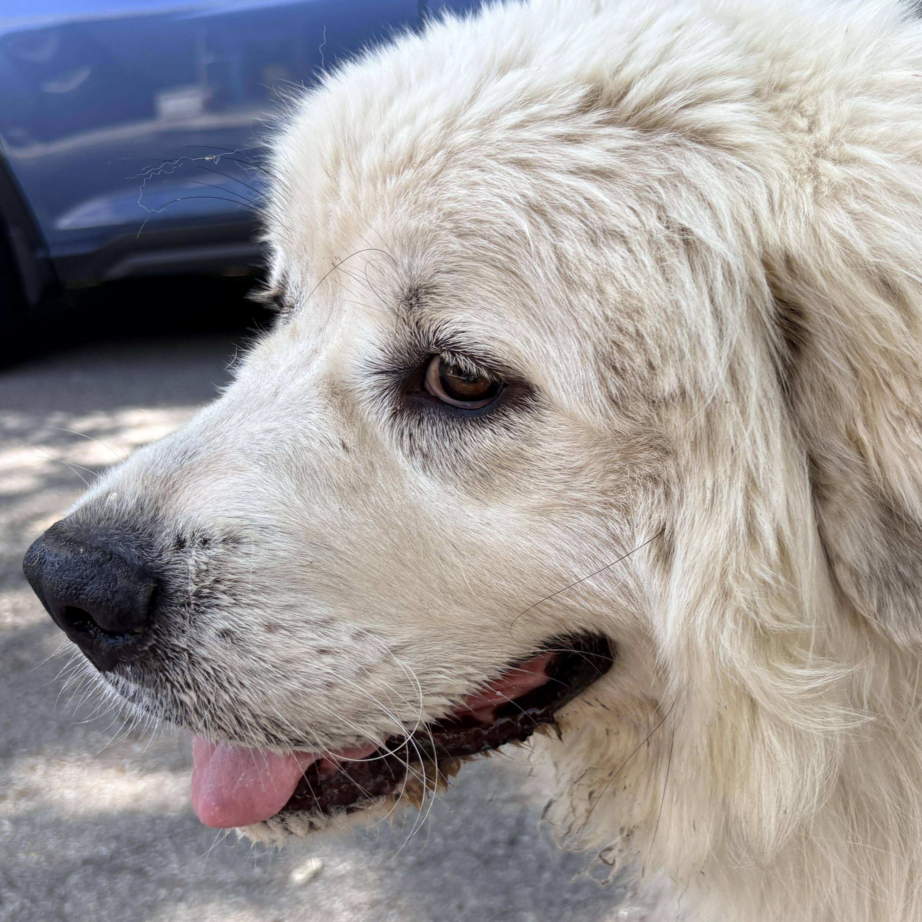 Enlarge Thelma - New to Rescue - Foster needed, a ADOPTABLE Great Pyrenees in Indianapolis, IN image 6/6