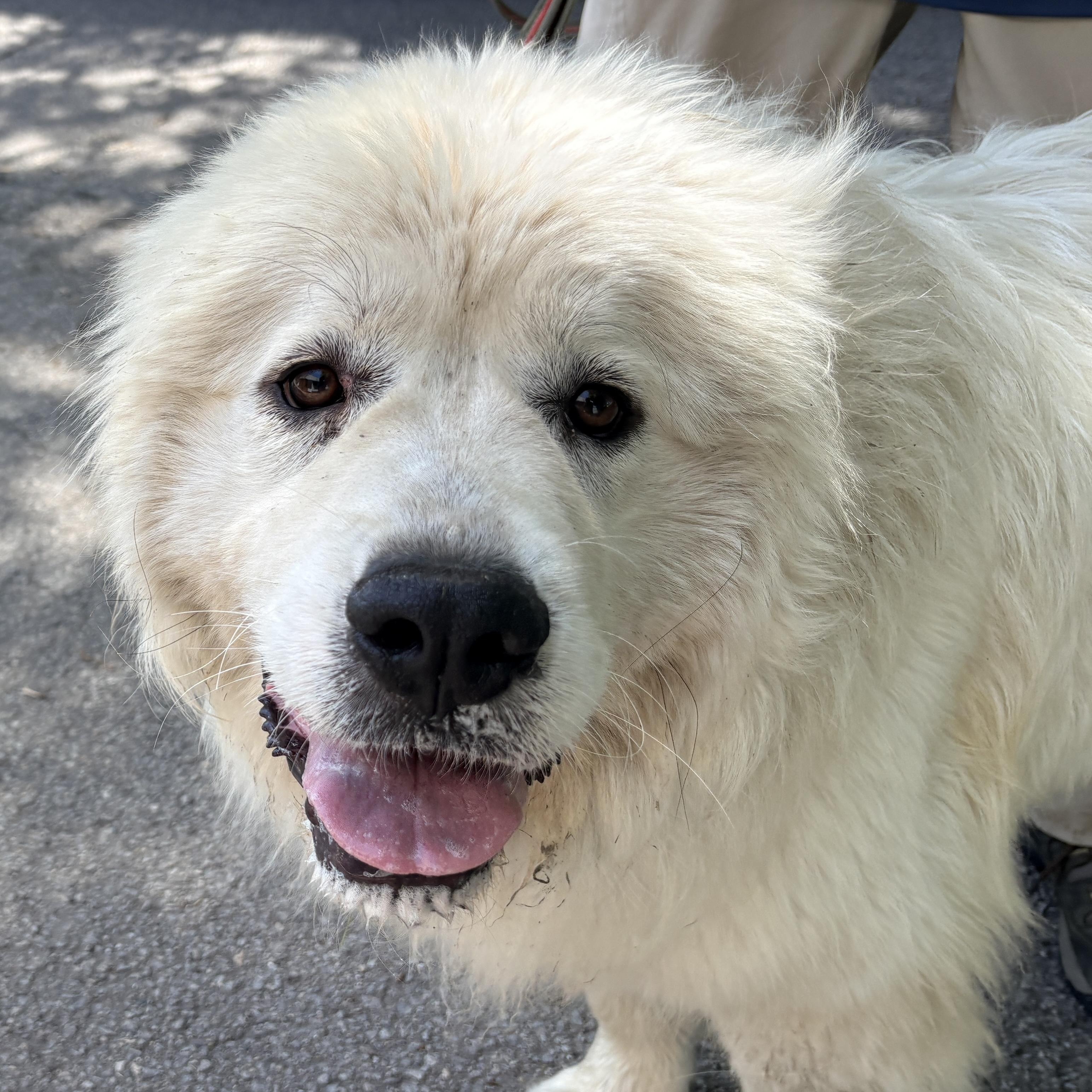 Thelma - New to Rescue - Foster needed, ADOPTABLE, Adult Female Great Pyrenees.