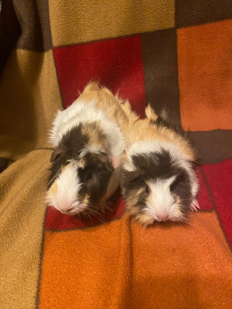 Hope & Joy, a Adopted mixed breed in Ripon, CA image 1/2