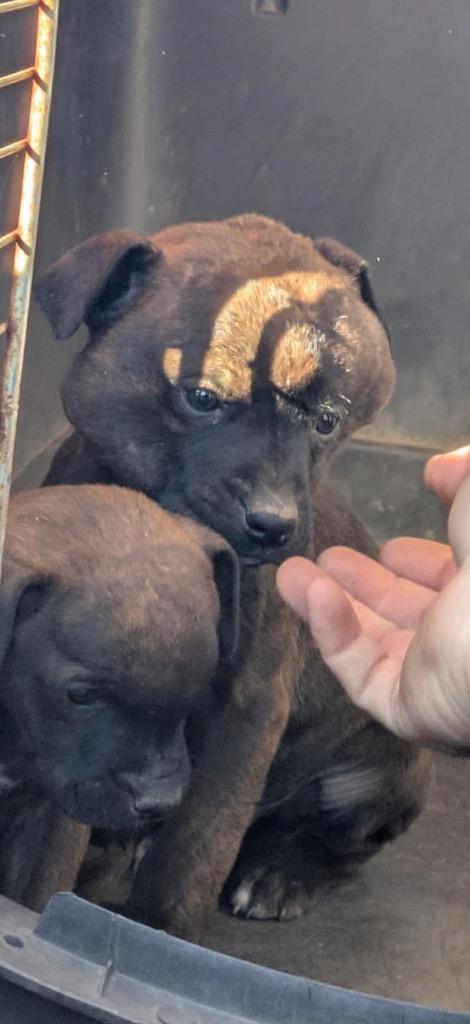 Dill, a Adoptable mixed breed in Reno, NV image 1/6