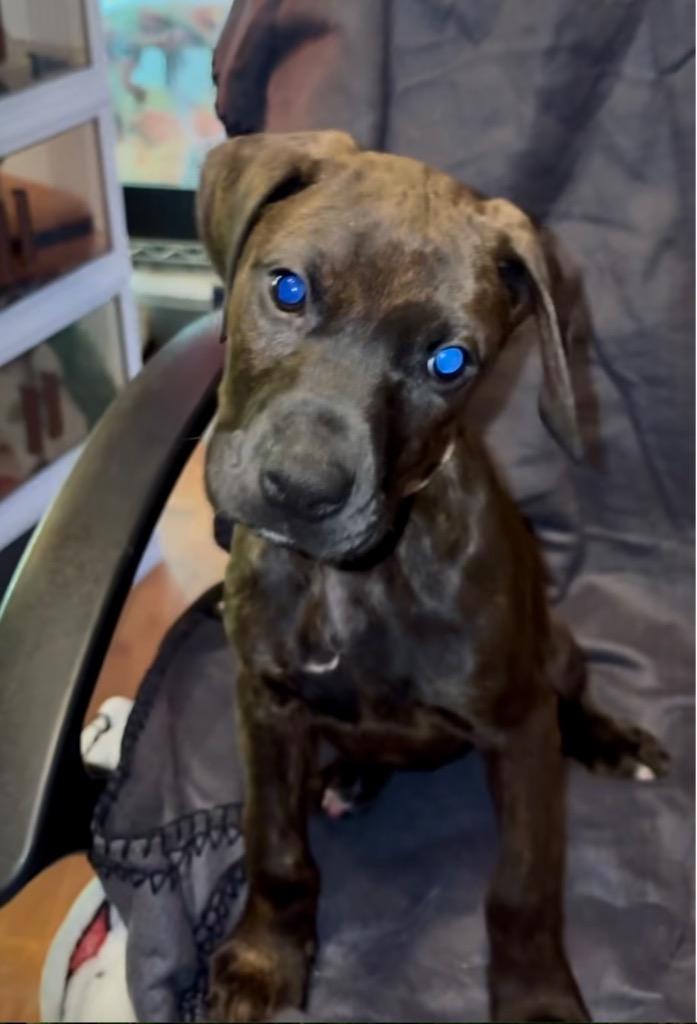 Dill, a Adoptable mixed breed in Reno, NV image 2/6