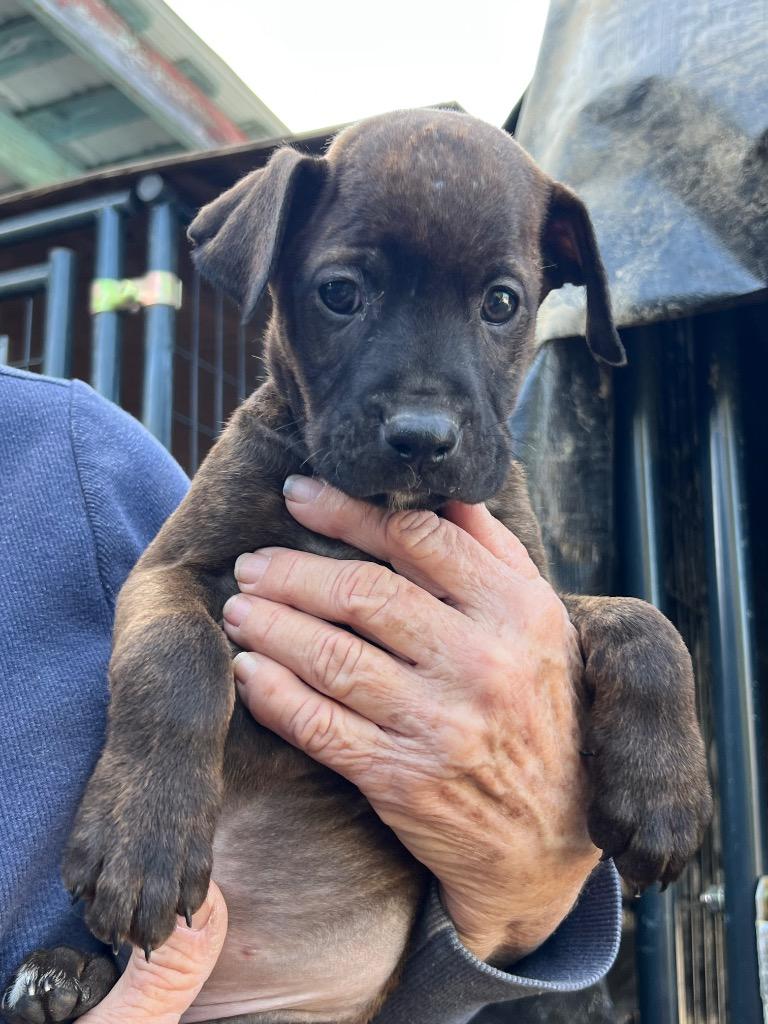 Dill, a Adoptable mixed breed in Reno, NV image 6/6