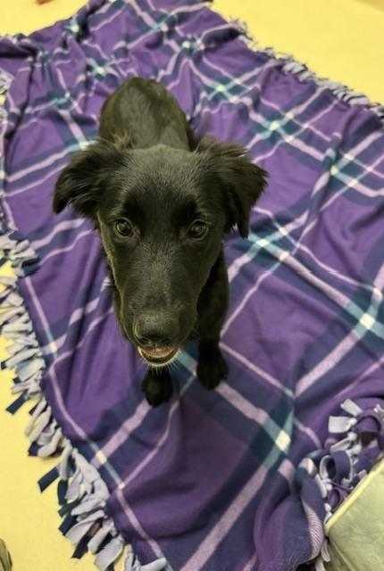 Enlarge Diana, a Adoptable mixed breed in Kalamazoo, MI image 1/1