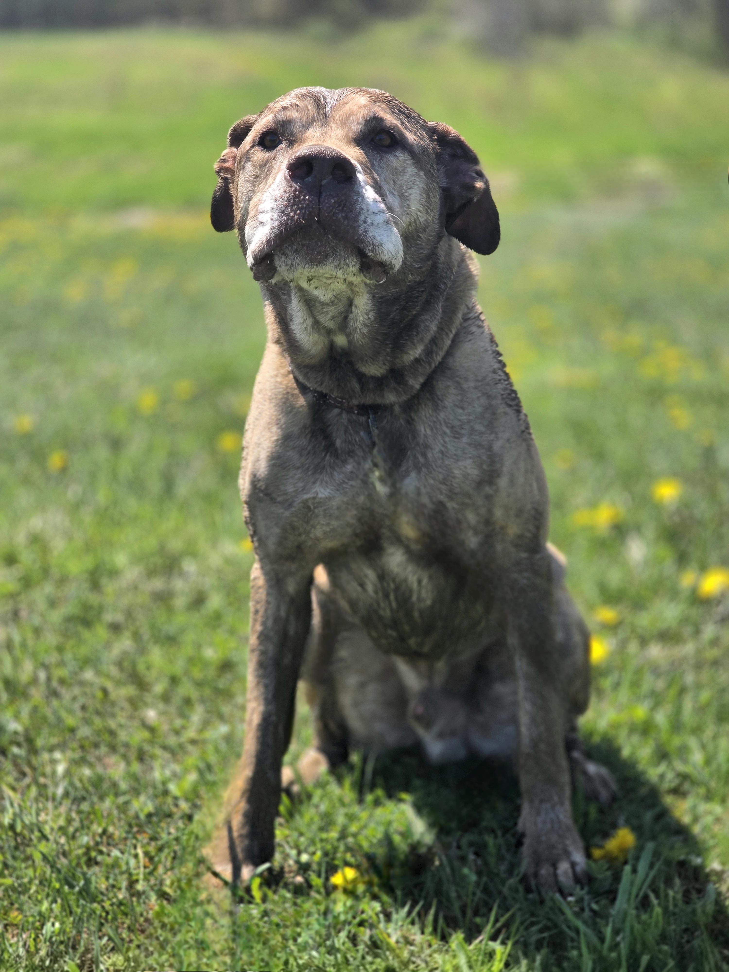Scotch, a Adoptable mixed breed in Darien Center, NY image 5/6