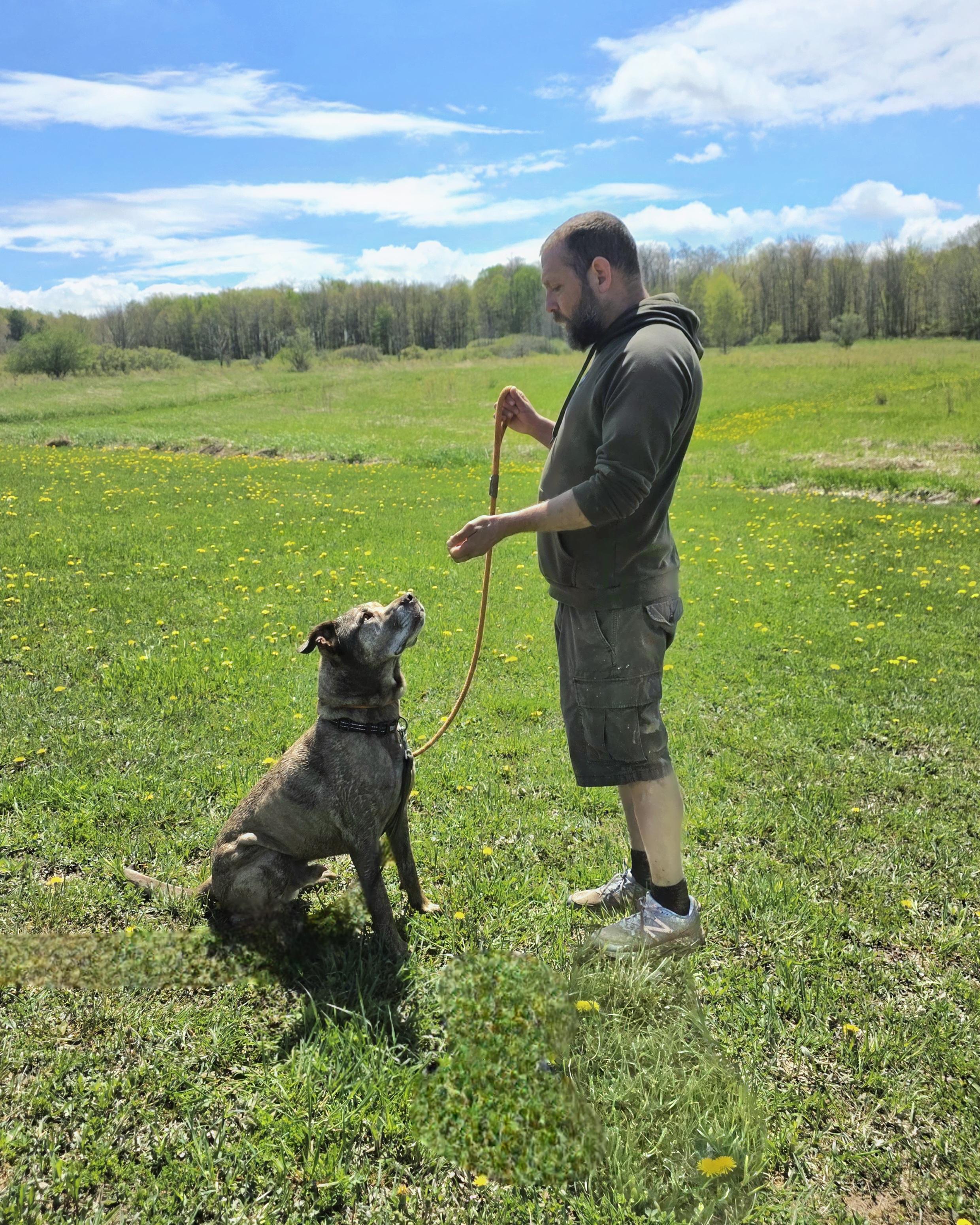 Scotch, a Adoptable mixed breed in Darien Center, NY image 3/6
