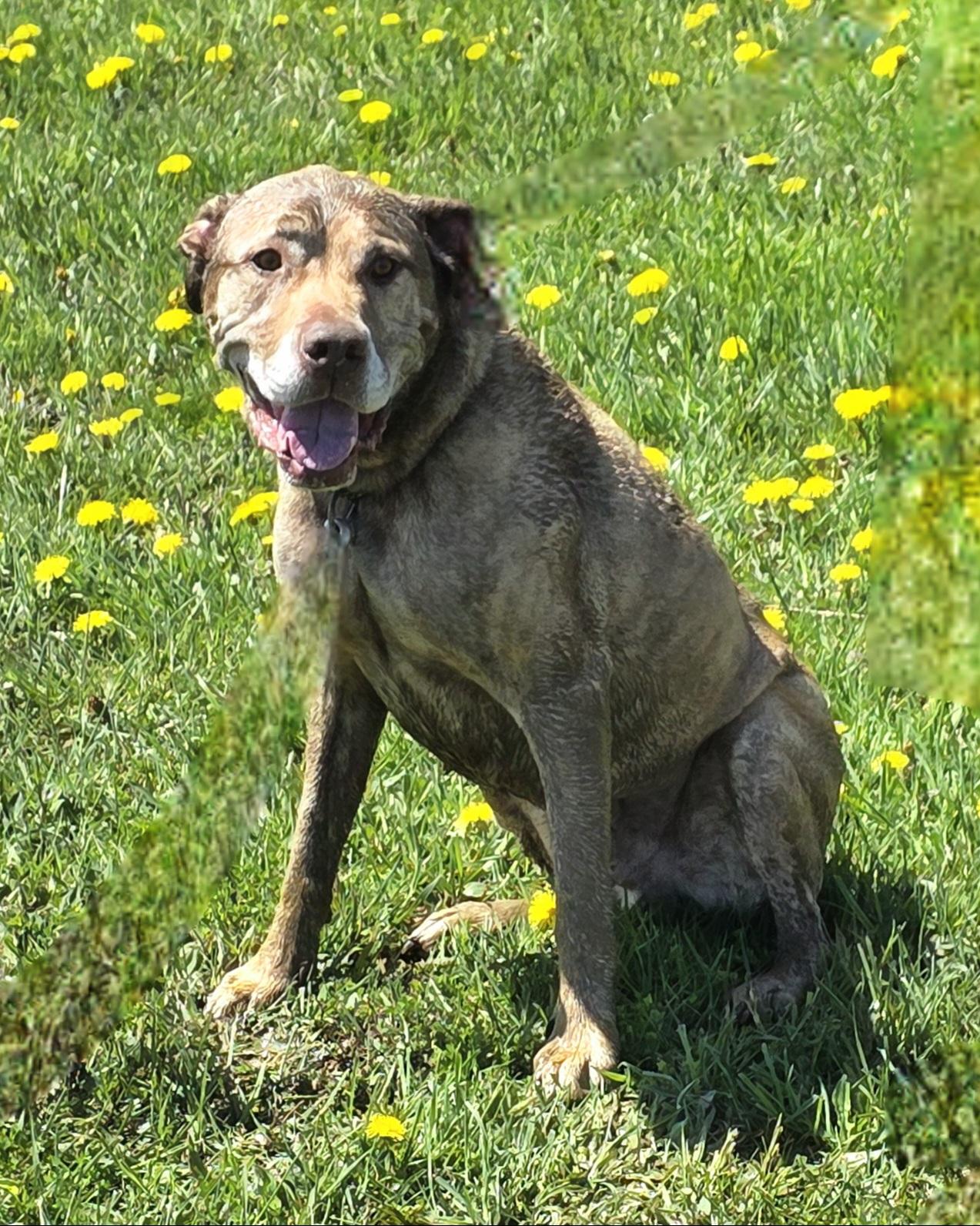 Scotch, a Adoptable mixed breed in Darien Center, NY image 4/6