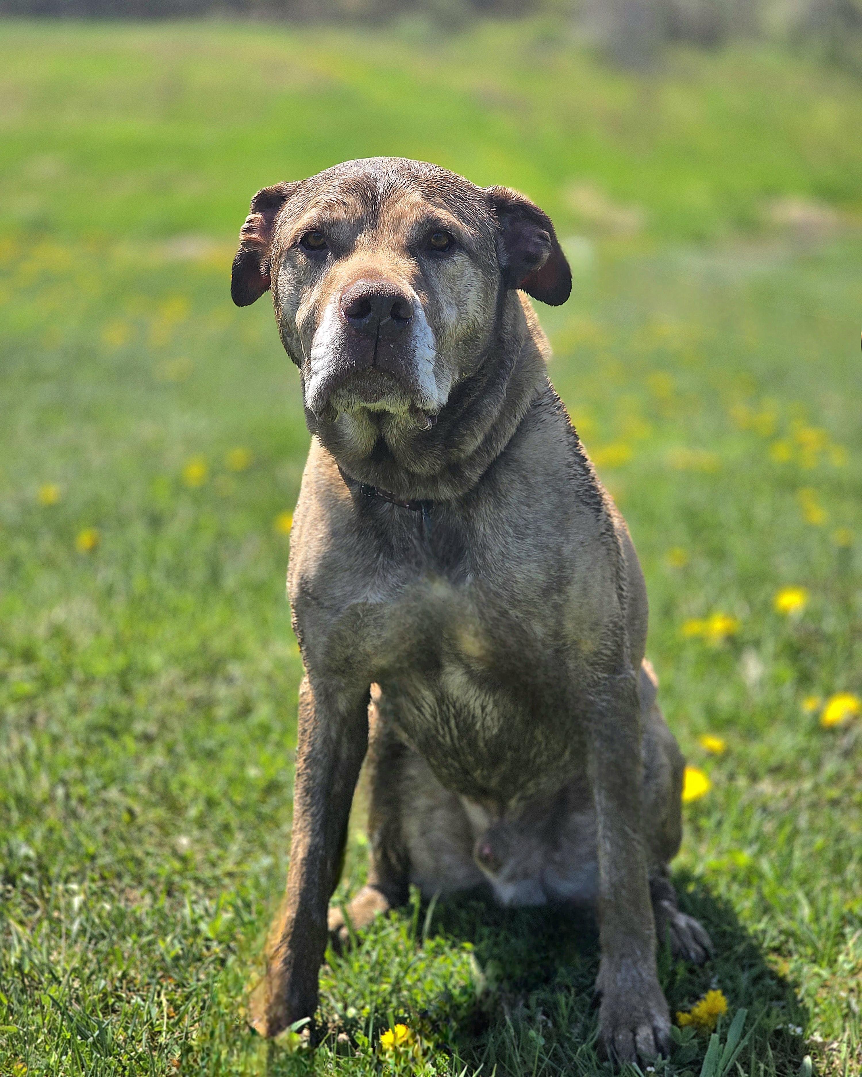 Scotch, a Adoptable mixed breed in Darien Center, NY image 2/6