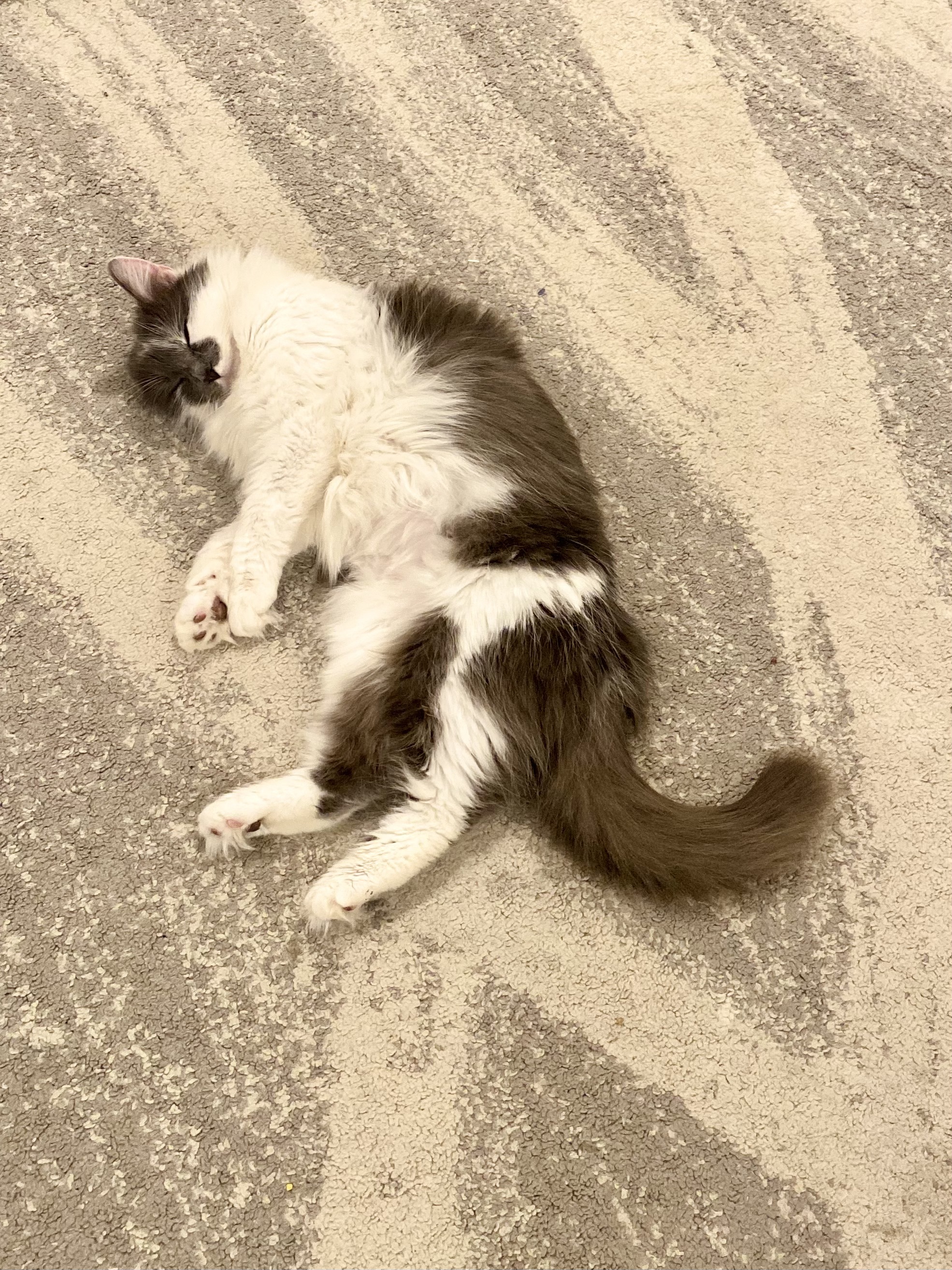 Suzy Snowflake, a Adopted Domestic Long Hair in Mechanicsville, MD image 1/8