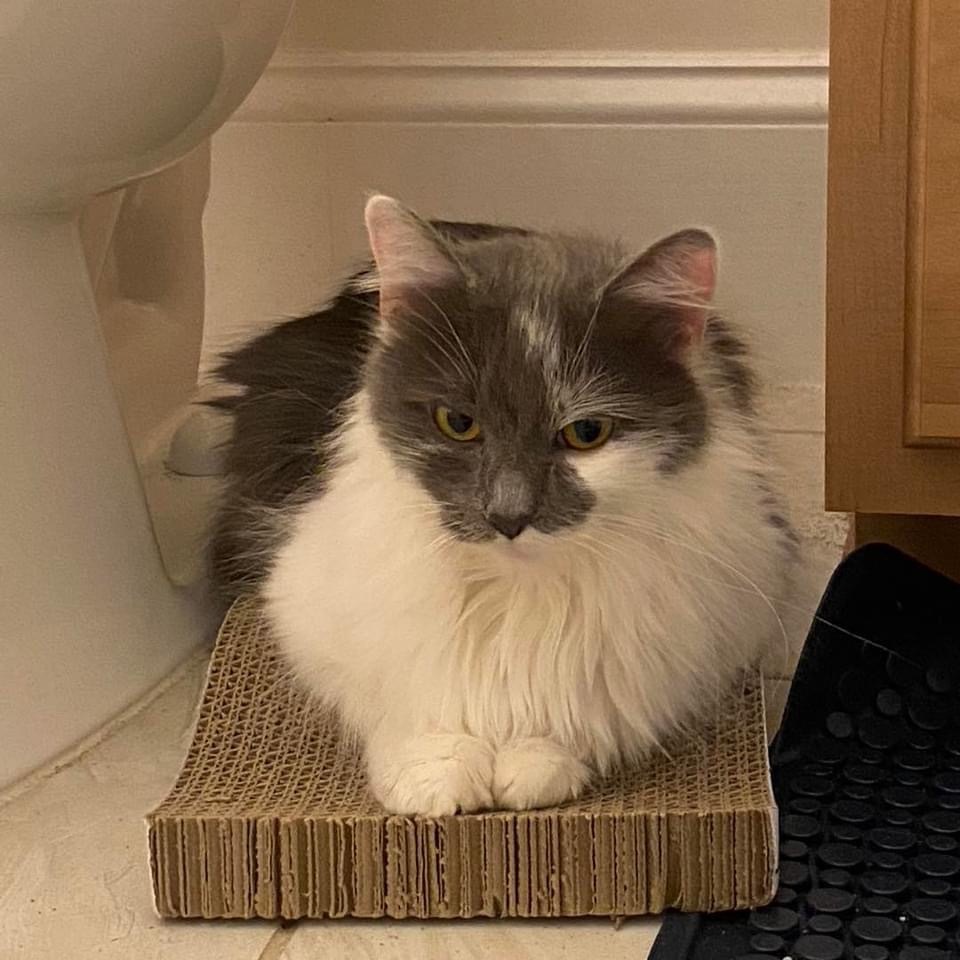 Suzy Snowflake, a Adopted Domestic Long Hair in Mechanicsville, MD image 2/8