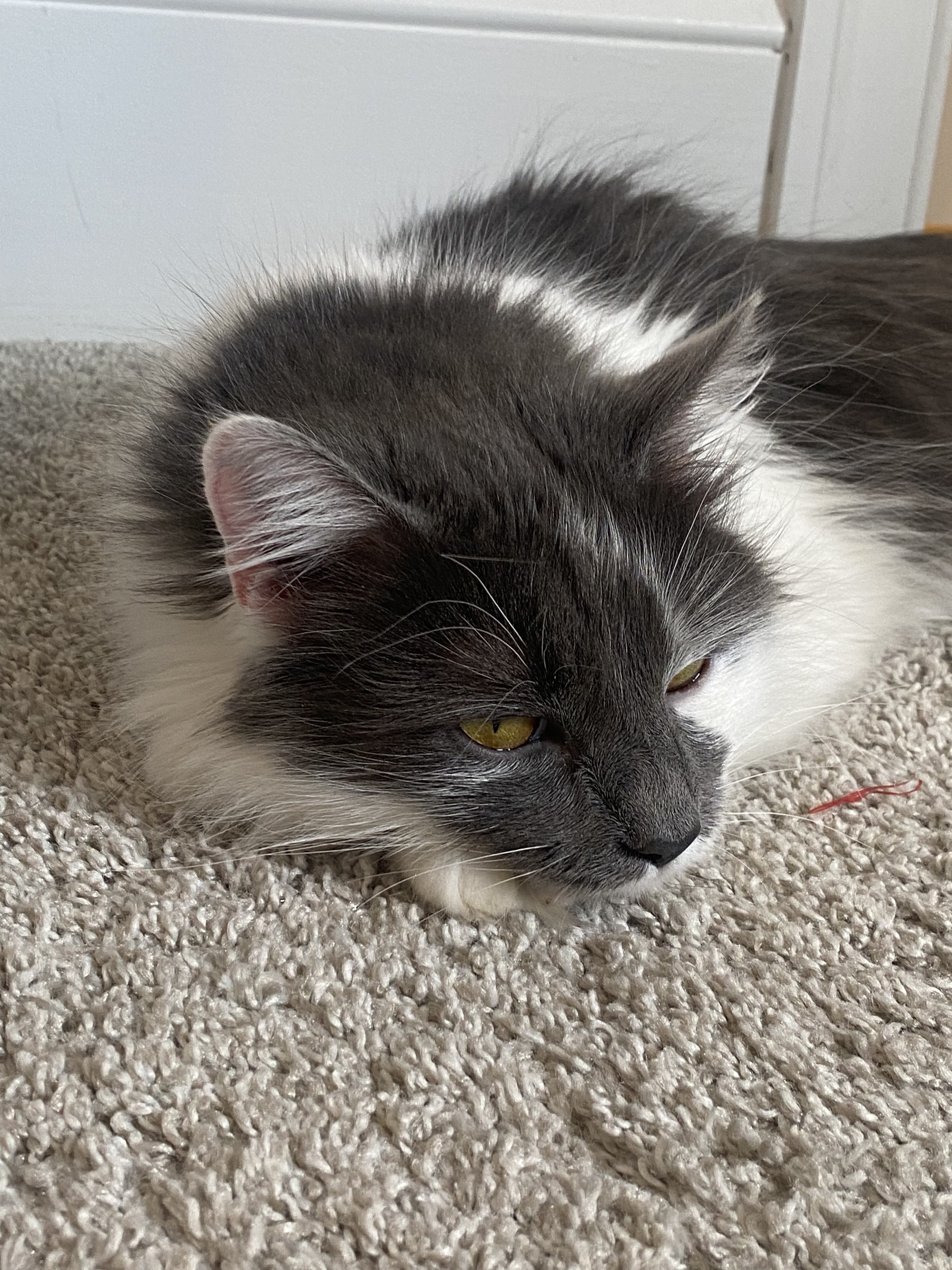 Suzy Snowflake, a Adopted Domestic Long Hair in Mechanicsville, MD image 3/8