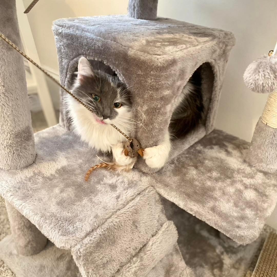 Suzy Snowflake, a Adopted Domestic Long Hair in Mechanicsville, MD image 4/8