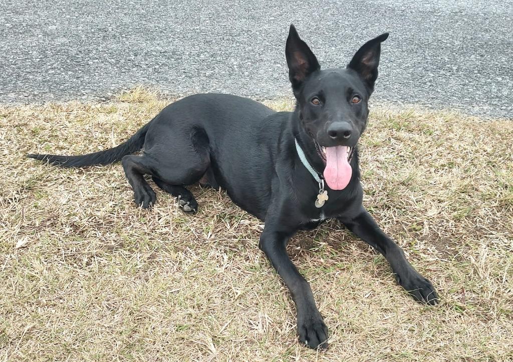 Harvey — thumbnail 3