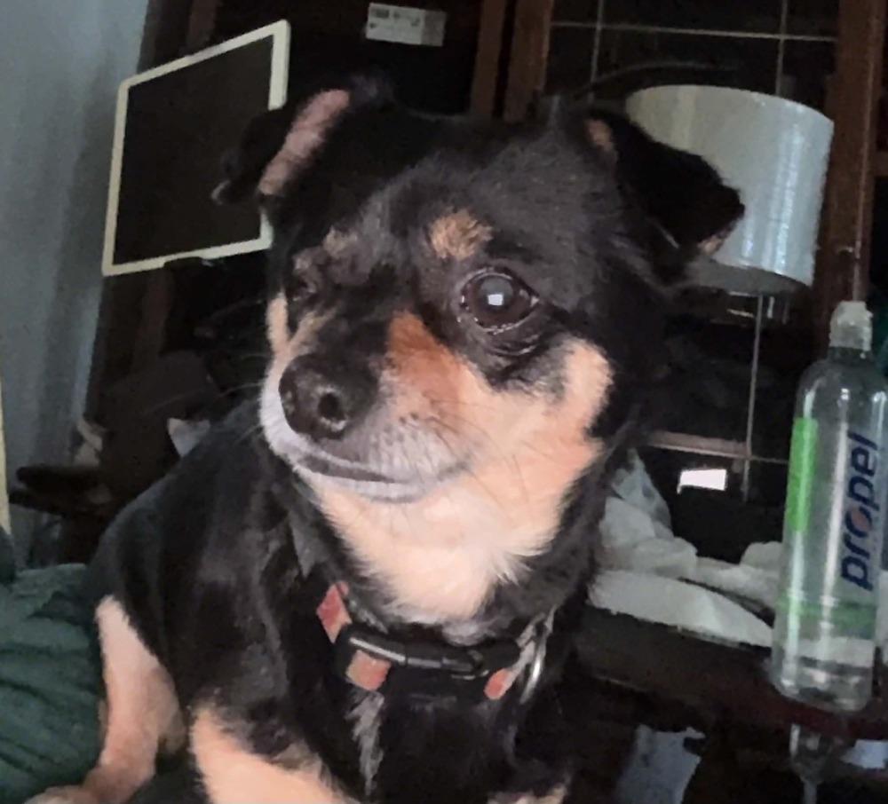 Enlarge Jake, a Adopted mixed breed in Waterloo, IL image 1/3
