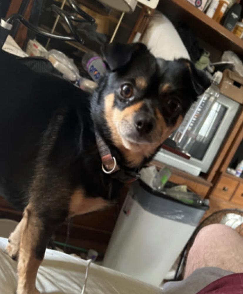 Enlarge Jake, a Adopted mixed breed in Waterloo, IL image 2/3