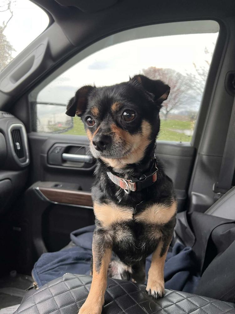 Enlarge Jake, a Adopted mixed breed in Waterloo, IL image 3/3