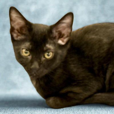 Enlarge Pumpkin Bread, a Adoptable American Shorthair in New Port Richey, FL image 1/1