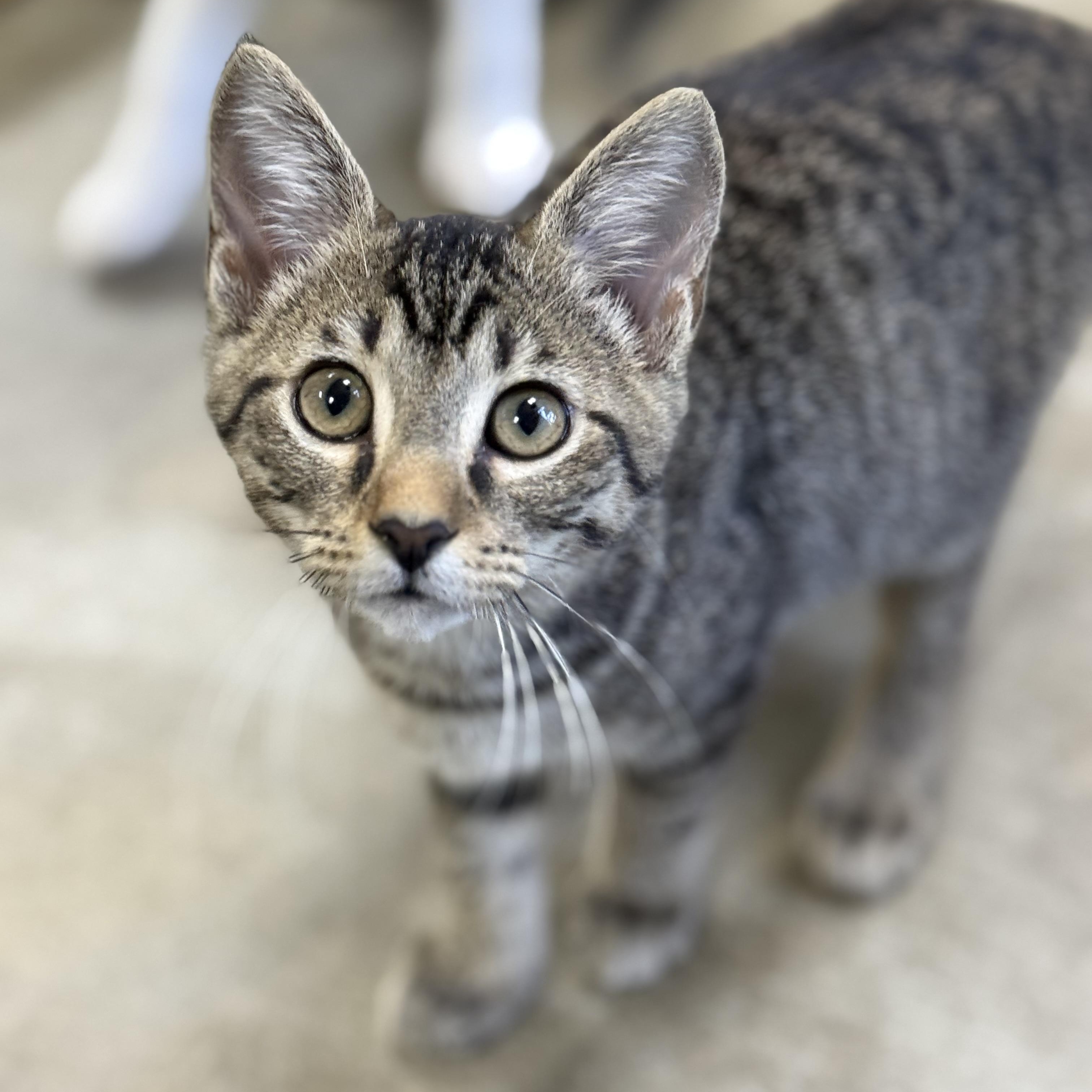 Enlarge Hattie B, an adoptable Domestic Short Hair in Collierville, TN image 4/6