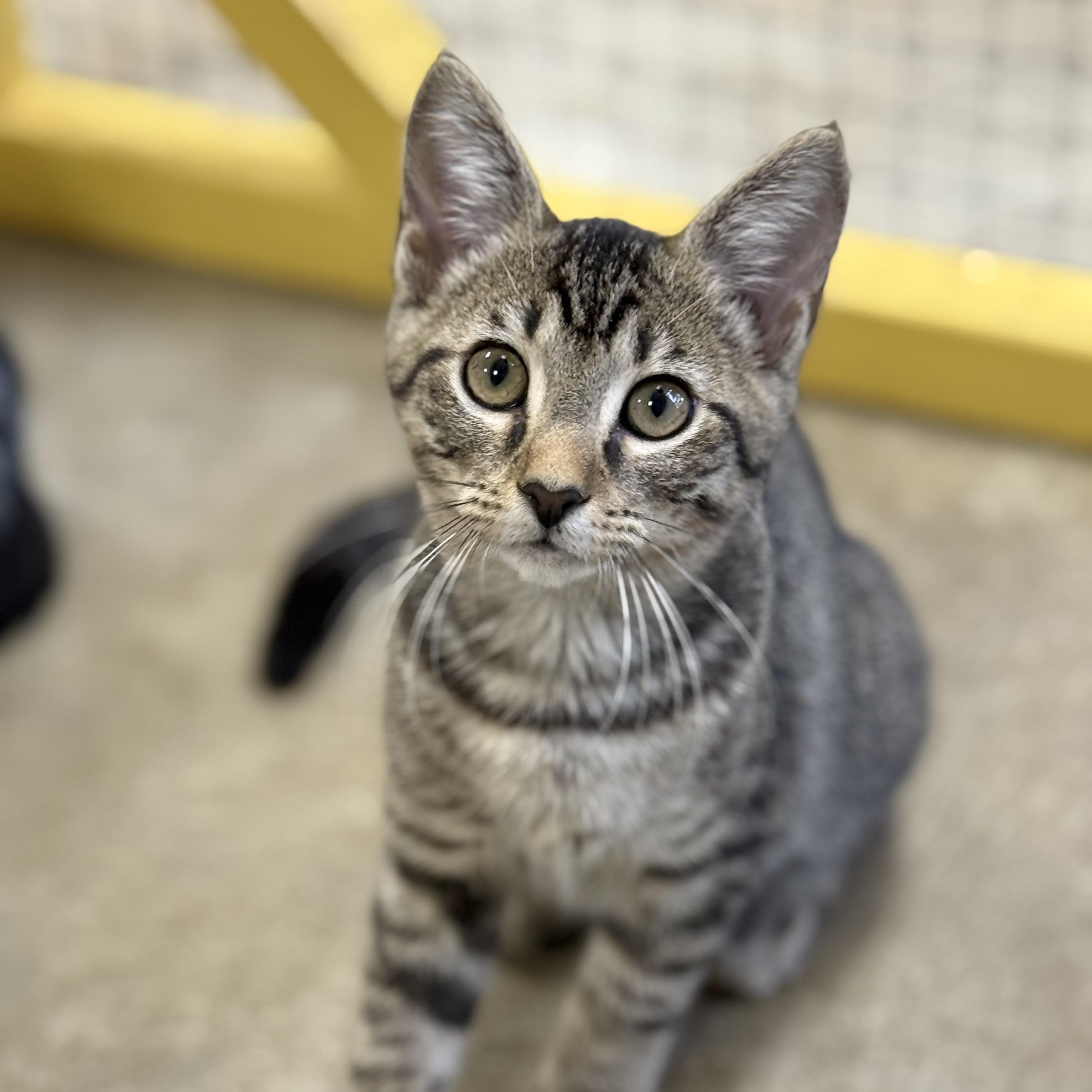 Enlarge Hattie B, an adoptable Domestic Short Hair in Collierville, TN image 6/6