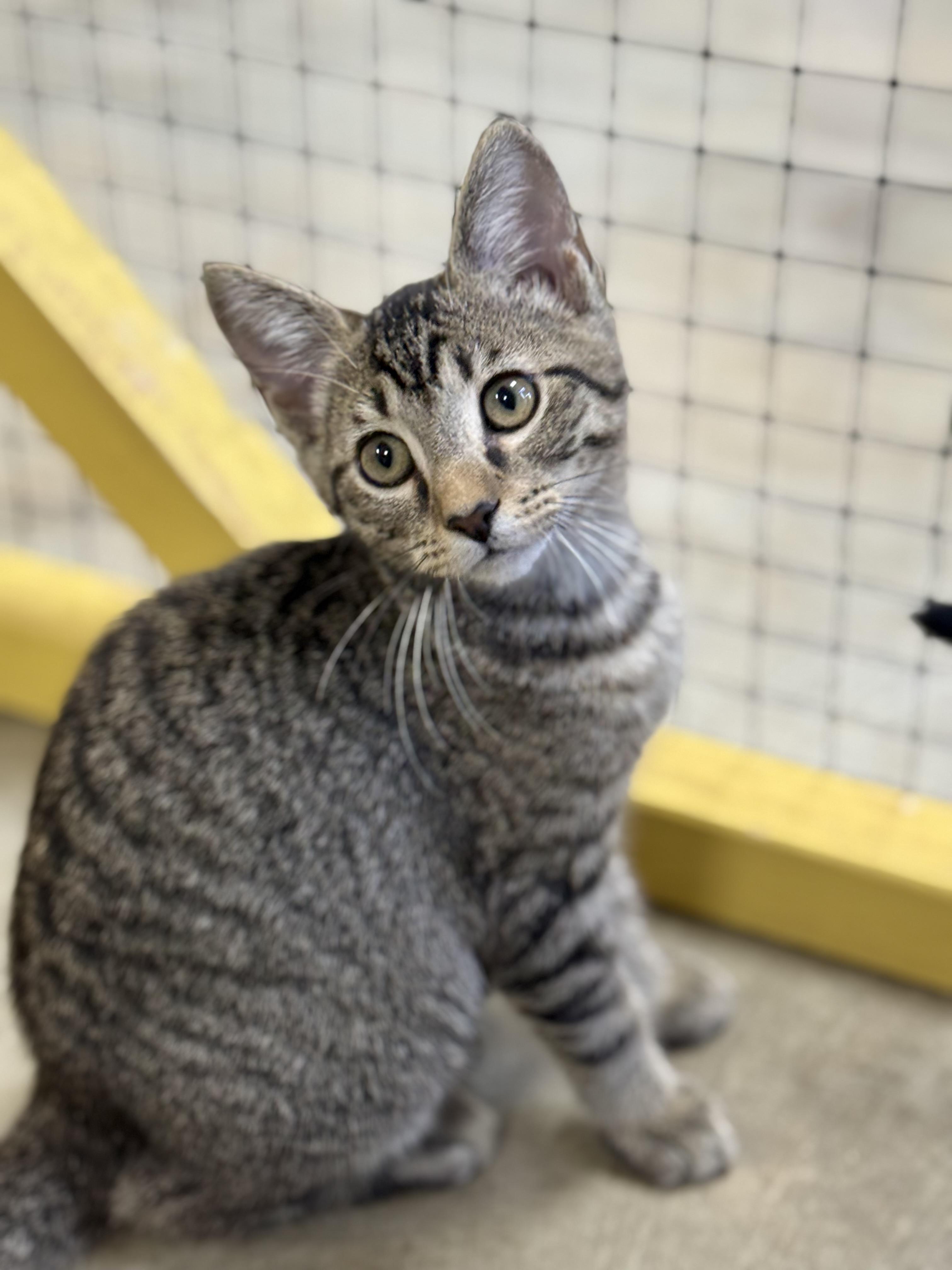 Enlarge Hattie B, an adoptable Domestic Short Hair in Collierville, TN image 5/6