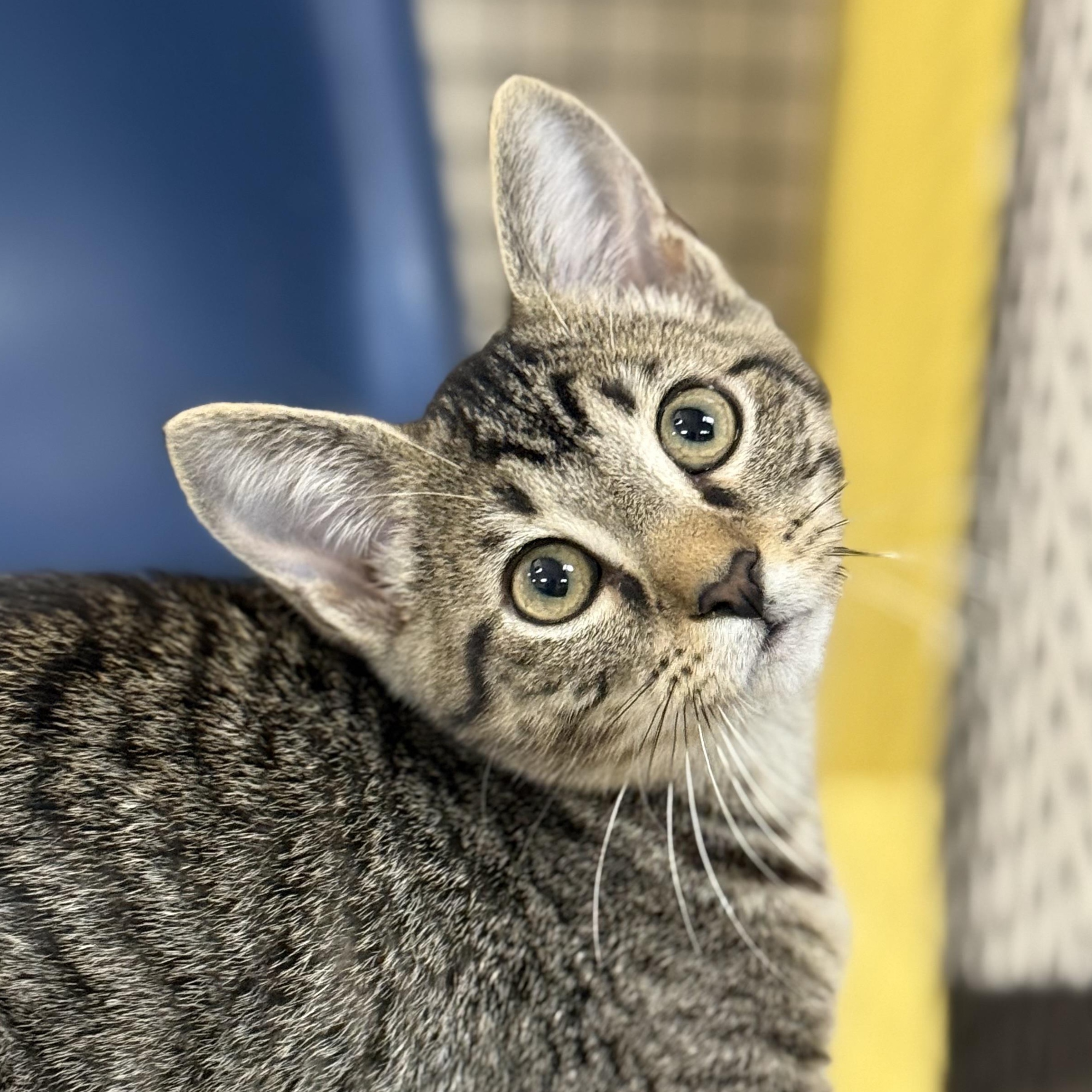 Hattie B, adoptable, Kitten Female Domestic Short Hair.
