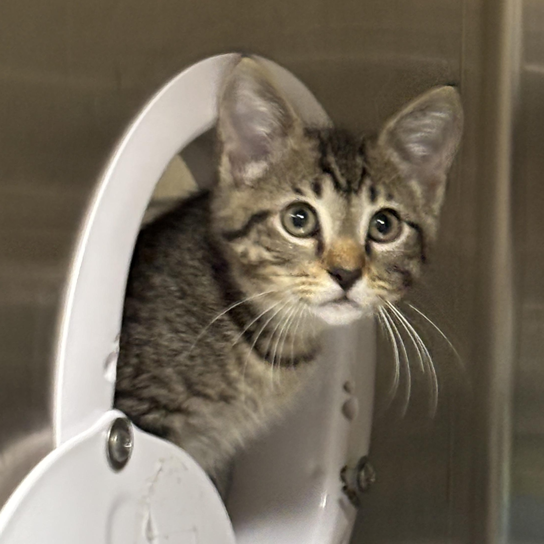 Enlarge Hattie B, an adoptable Domestic Short Hair in Collierville, TN image 2/6