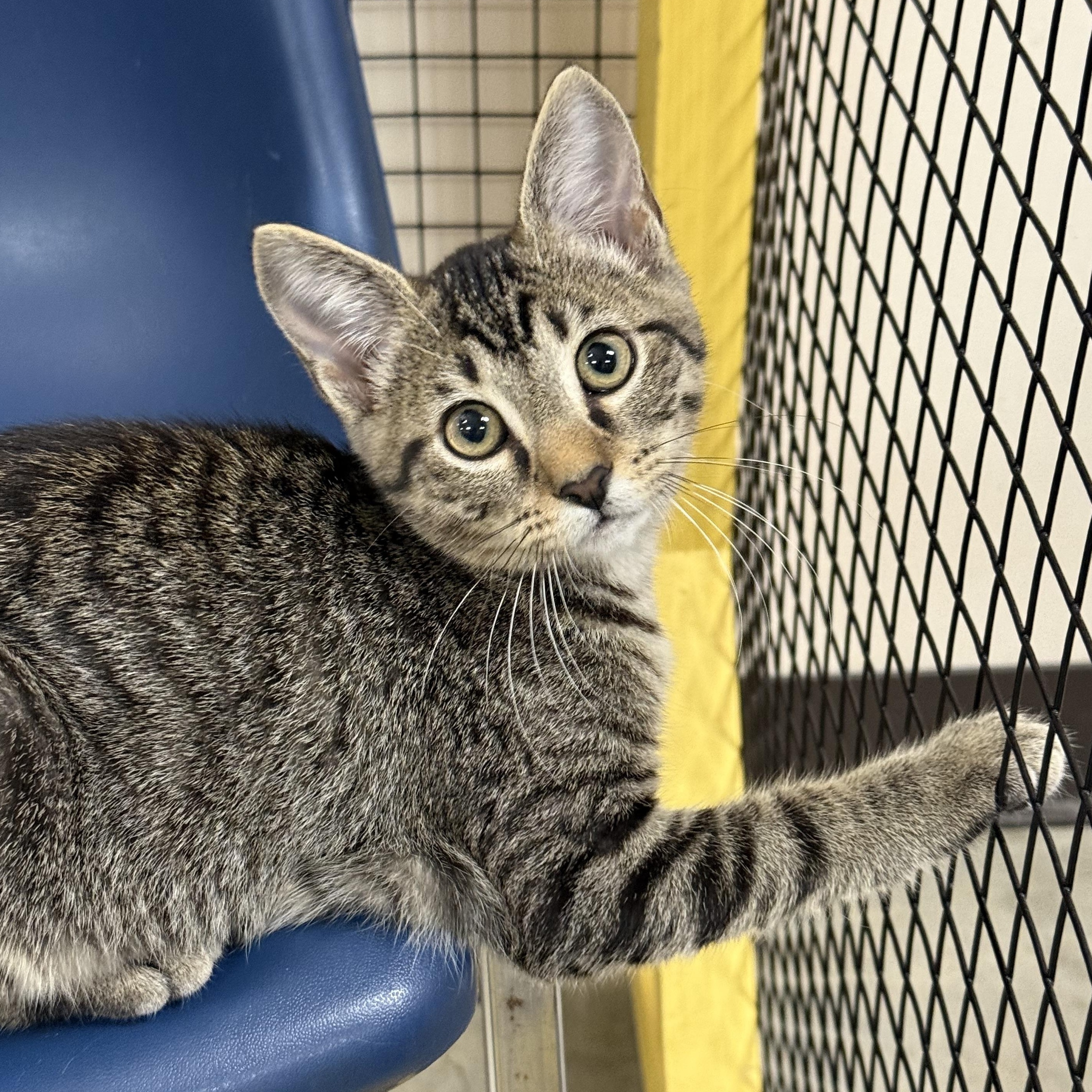 Enlarge Hattie B, an adoptable Domestic Short Hair in Collierville, TN image 3/6