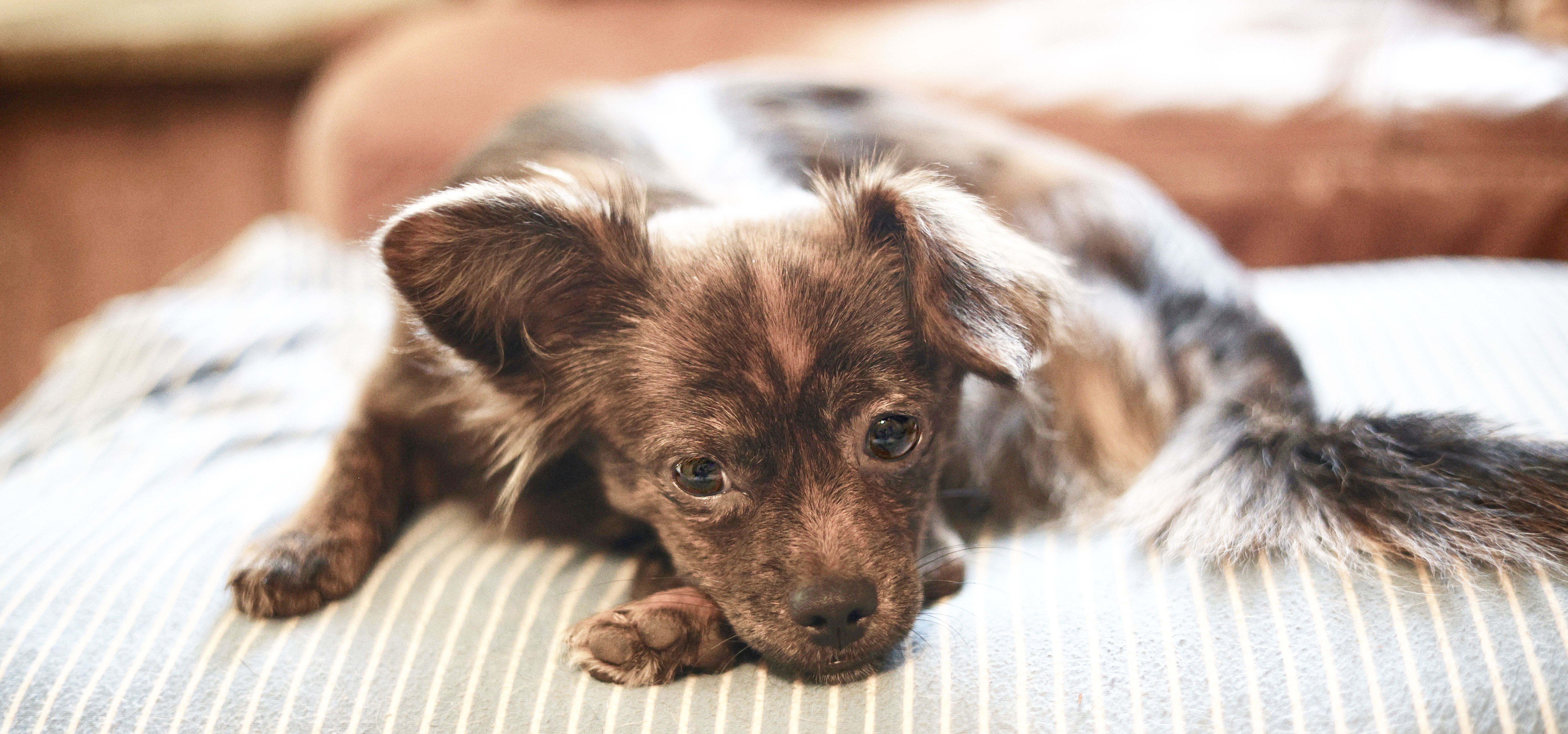 Lacy, Adopted, Young Female Chihuahua.