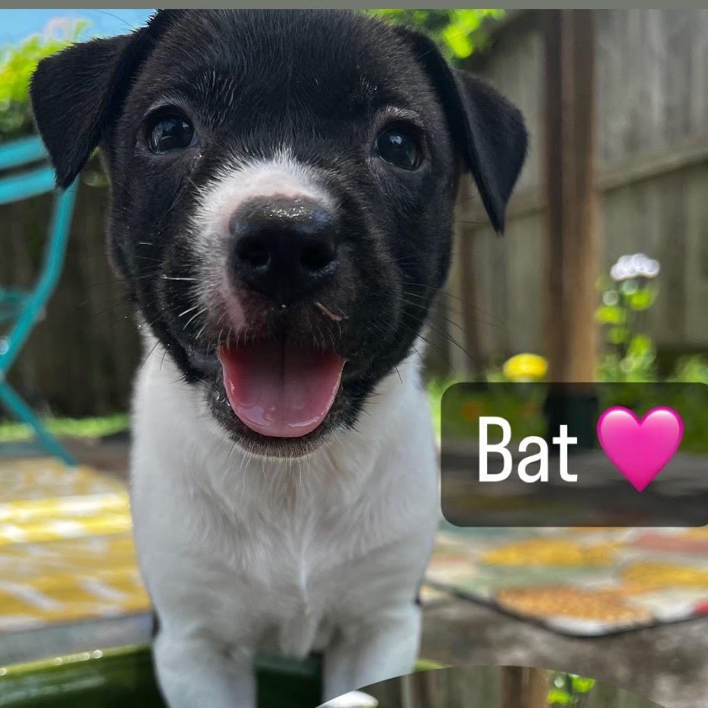 Enlarge Bat, a Adoptable mixed breed in Aledo, TX image 1/1