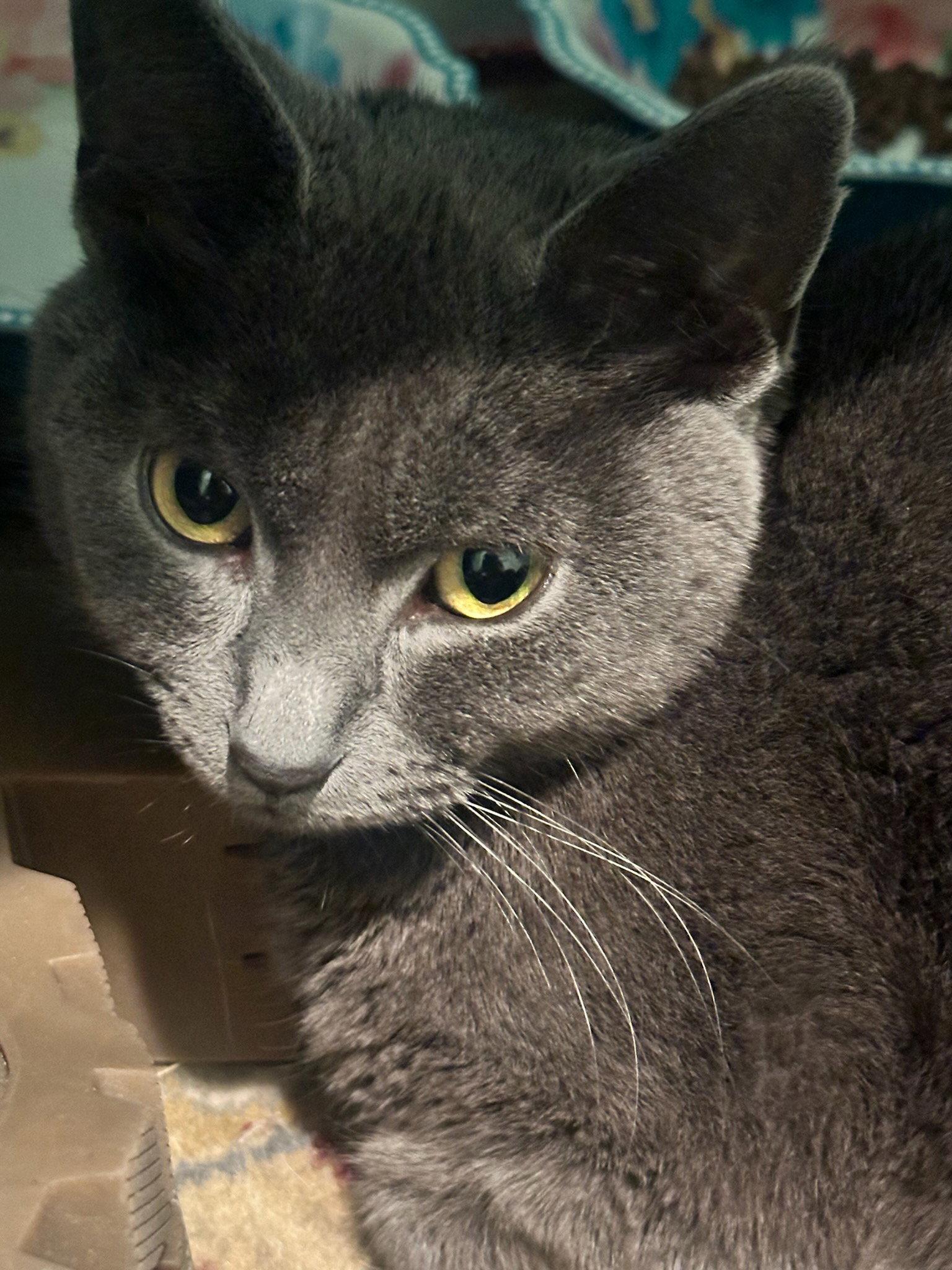 Enlarge Macy, a Adopted Domestic Short Hair in Rochester Hills, MI image 1/3