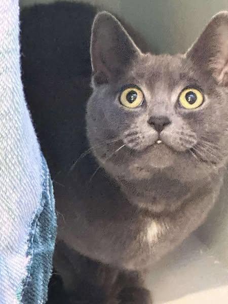 Enlarge Macy, a Adopted Domestic Short Hair in Rochester Hills, MI image 2/3