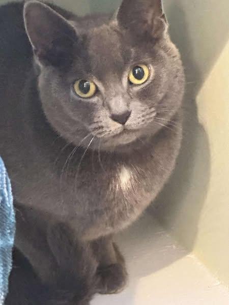 Enlarge Macy, a Adopted Domestic Short Hair in Rochester Hills, MI image 3/3