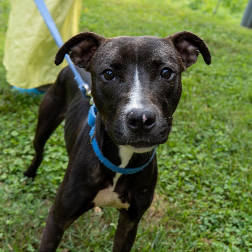 Nacho Party, Adoptable, Adult Male Pit Bull Terrier.