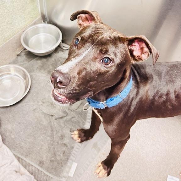 Nacho Party, Adoptable, Adult Male Pit Bull Terrier.