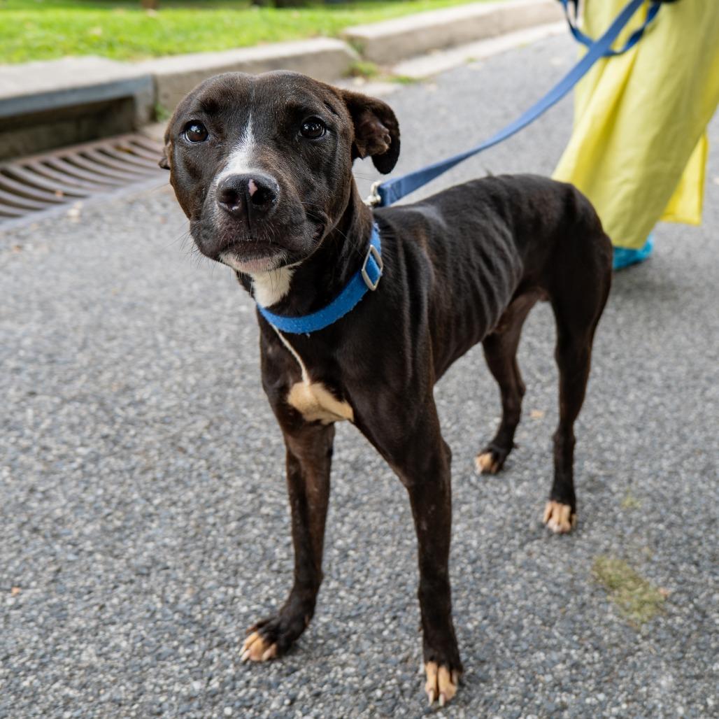 Enlarge Nacho Party, a Adoptable Pit Bull Terrier in Baltimore, MD image 2/4
