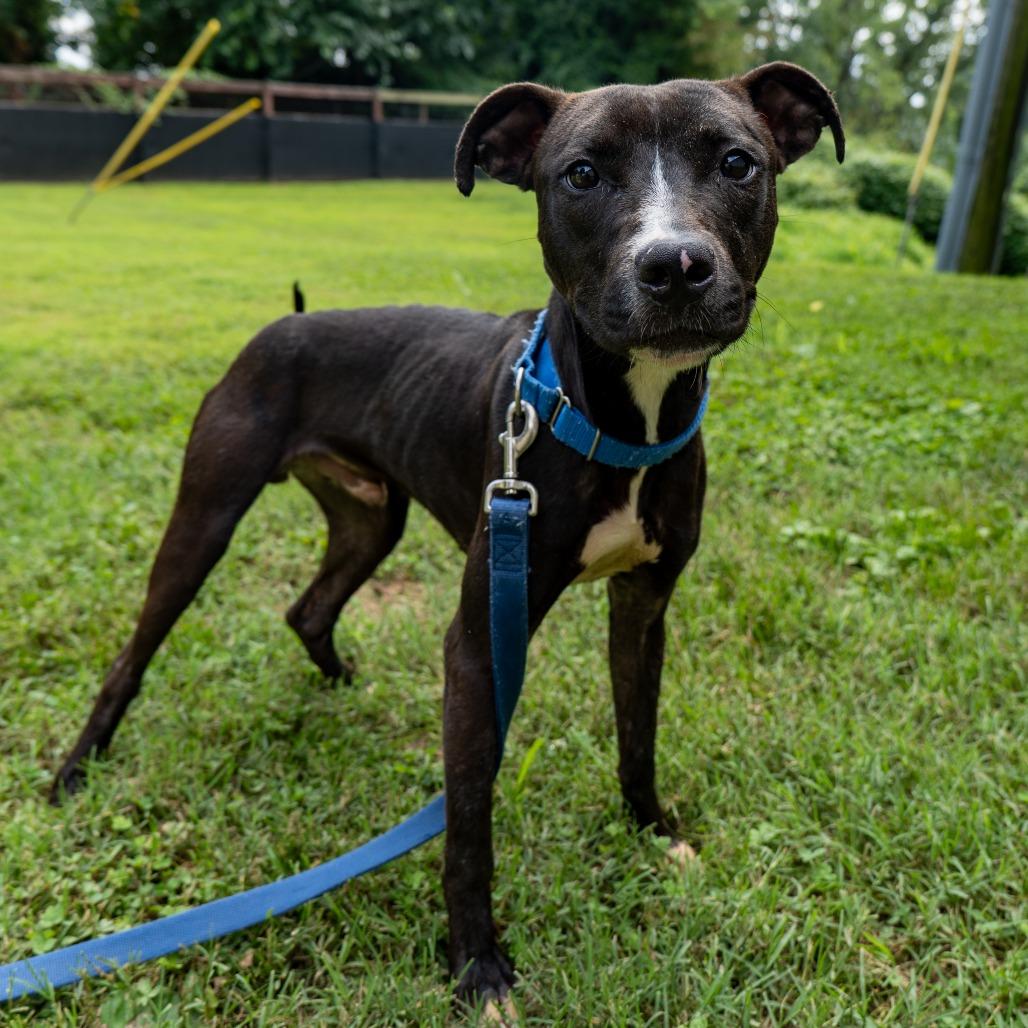 Enlarge Nacho Party, a Adoptable Pit Bull Terrier in Baltimore, MD image 3/4
