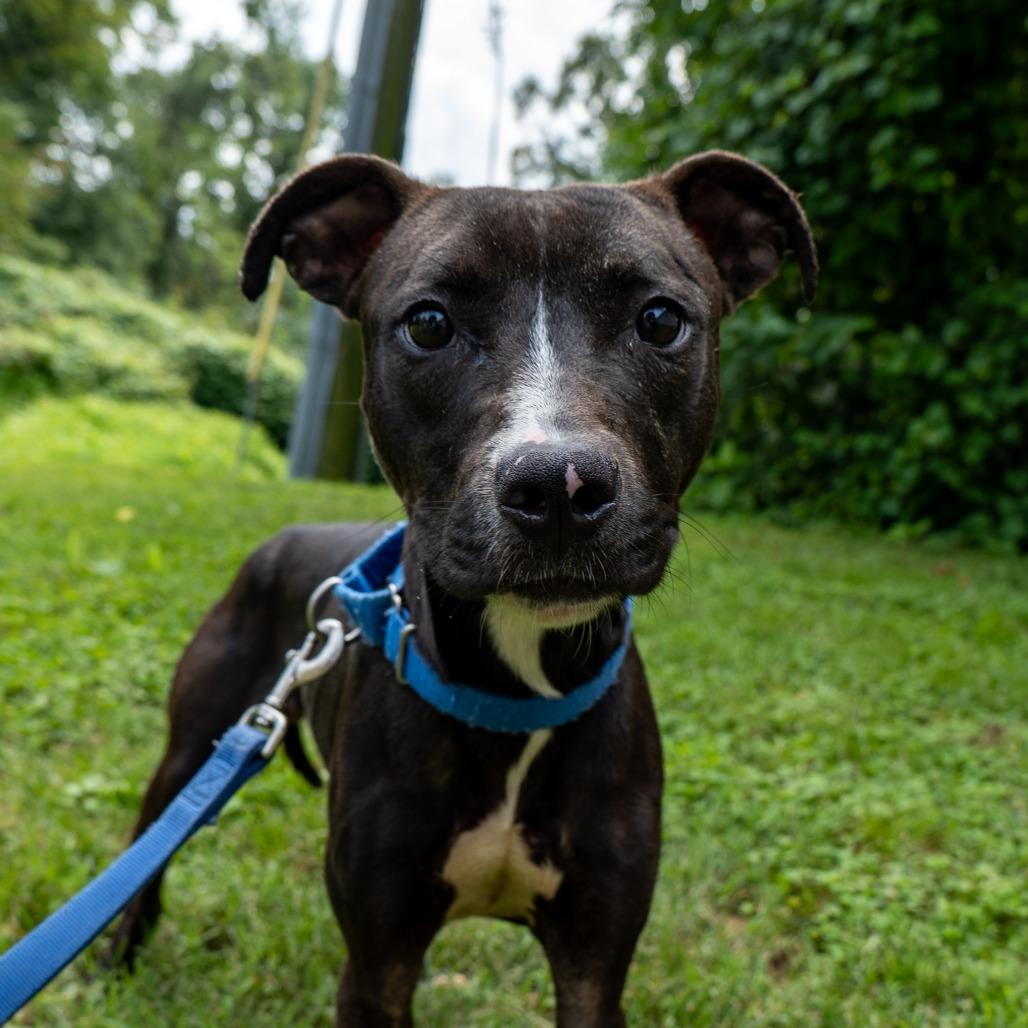 Enlarge Nacho Party, a Adoptable Pit Bull Terrier in Baltimore, MD image 4/4