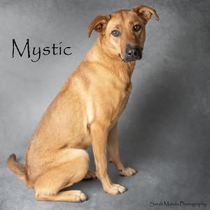 Mystic, Adoptable, Adult Female Labrador Retriever & Shepherd.