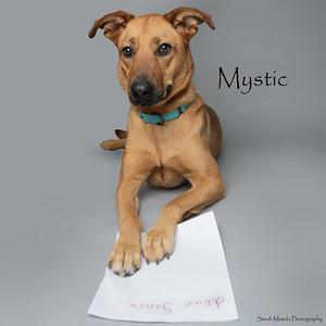 Mystic, a Adoptable mixed breed in Ruidoso, NM image 2/3
