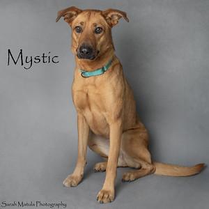Mystic, a Adoptable mixed breed in Ruidoso, NM image 3/3