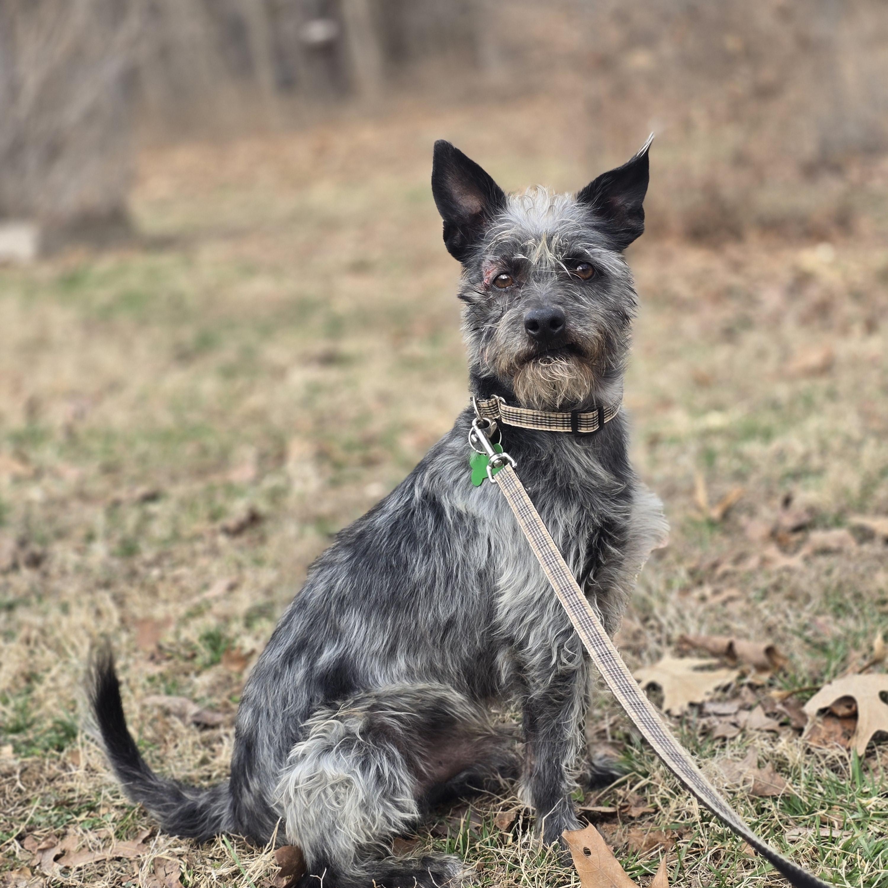 Rico, an adoptable Schnauzer, Terrier in Springfield, MO, 65804 | Photo Image 6