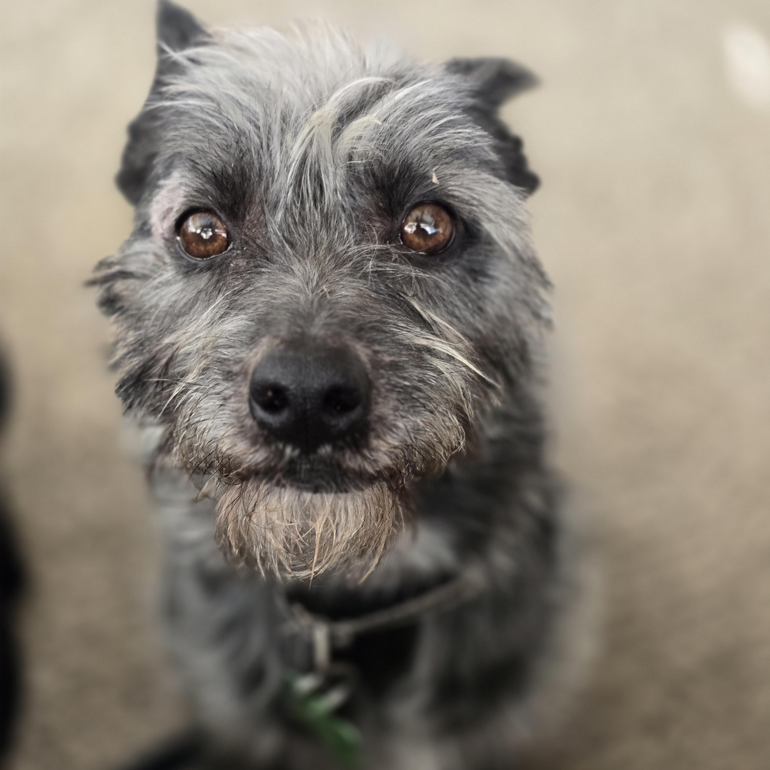 Rico, an adoptable Schnauzer, Terrier in Springfield, MO, 65804 | Photo Image 2