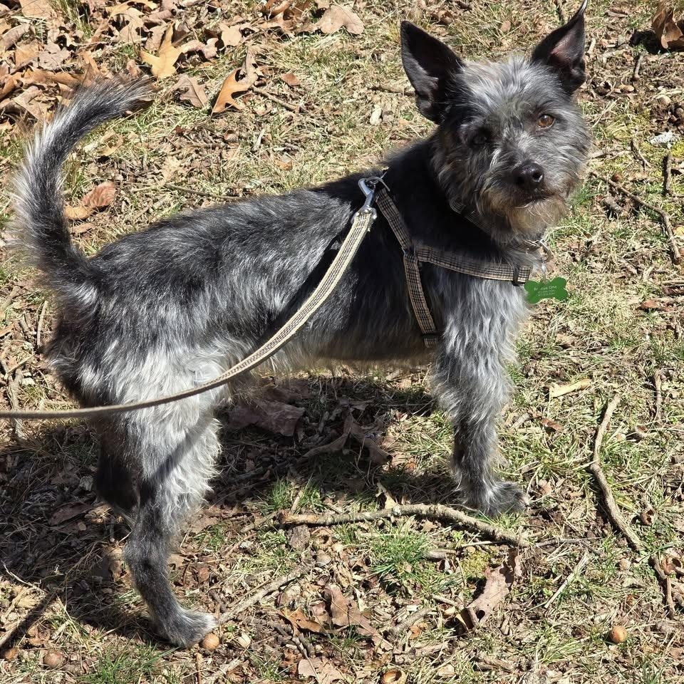 Rico, an adoptable Schnauzer, Terrier in Springfield, MO, 65804 | Photo Image 1