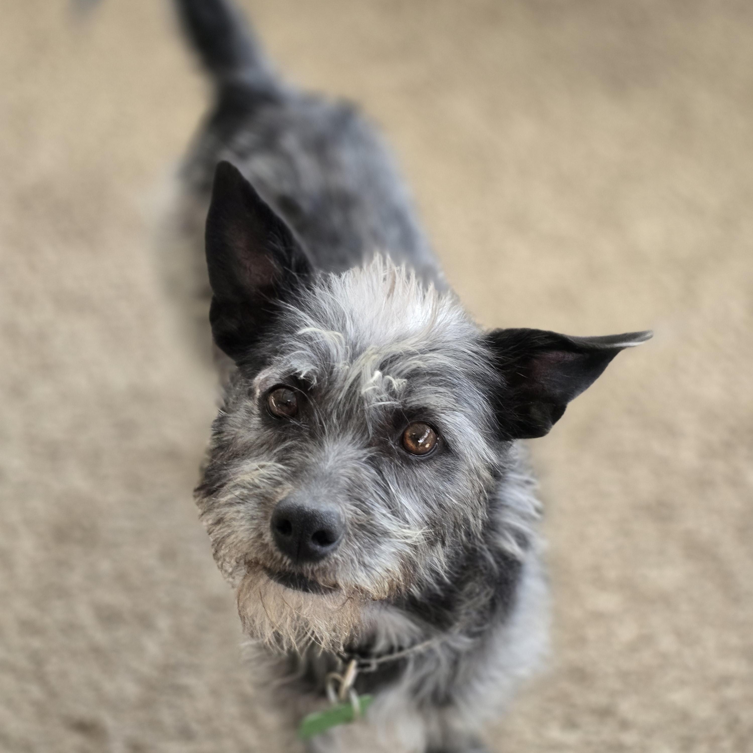 Rico, an adoptable Schnauzer, Terrier in Springfield, MO, 65804 | Photo Image 4