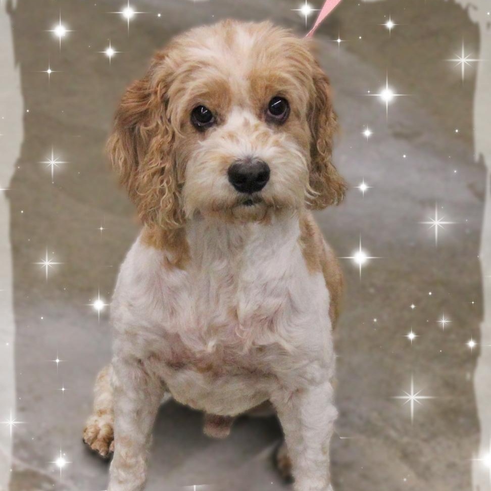 Casper, an adopted Cockapoo in Amelia, OH image 3/3