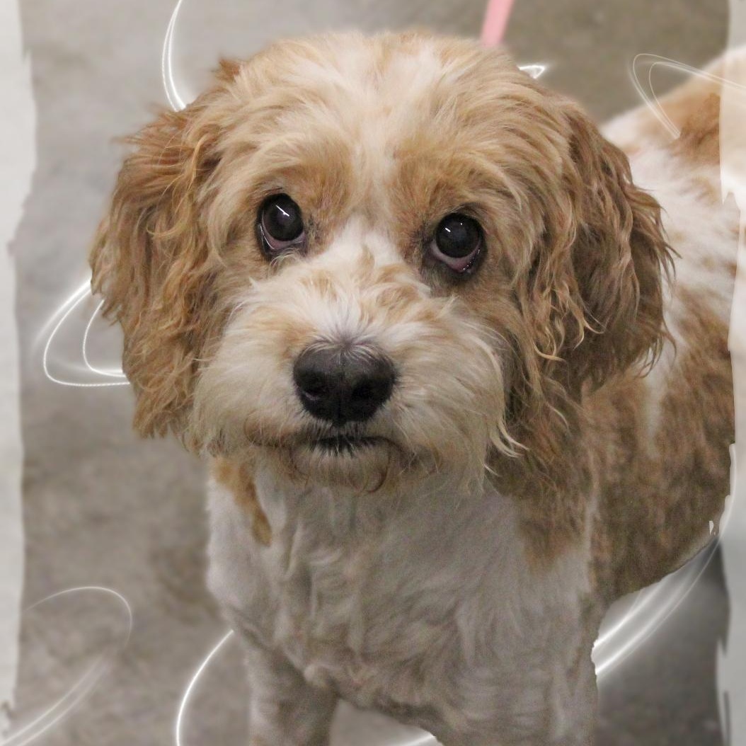 Casper, adopted, Adult Male Cockapoo.