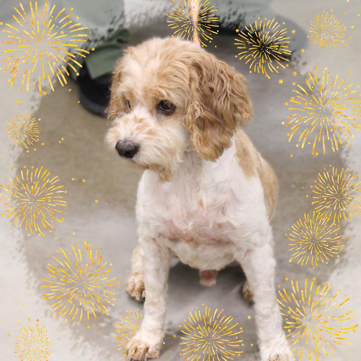 Casper, an adopted Cockapoo in Amelia, OH image 2/3