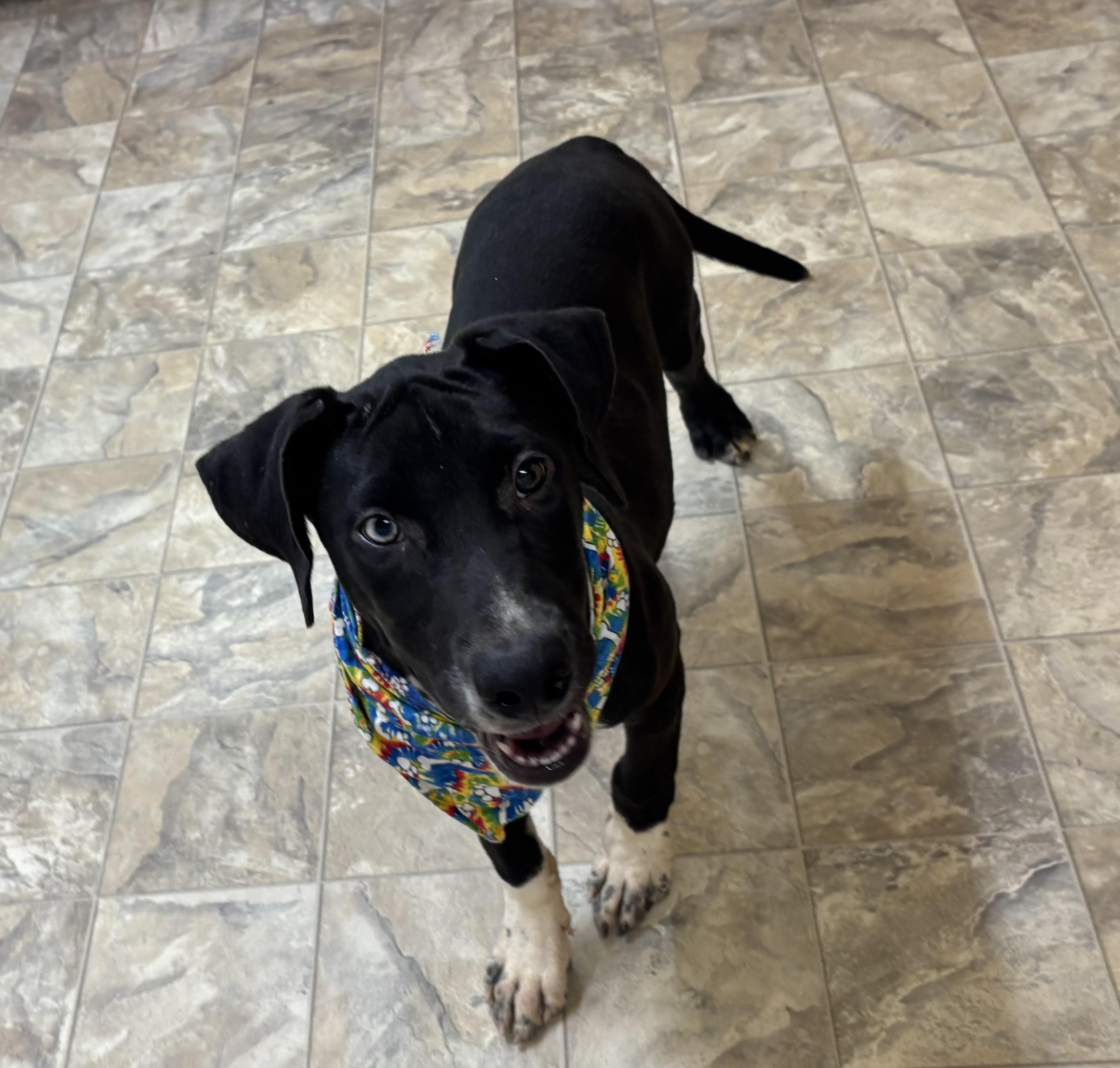 Queso, a Adoptable mixed breed in Pilot Point, TX image 1/3