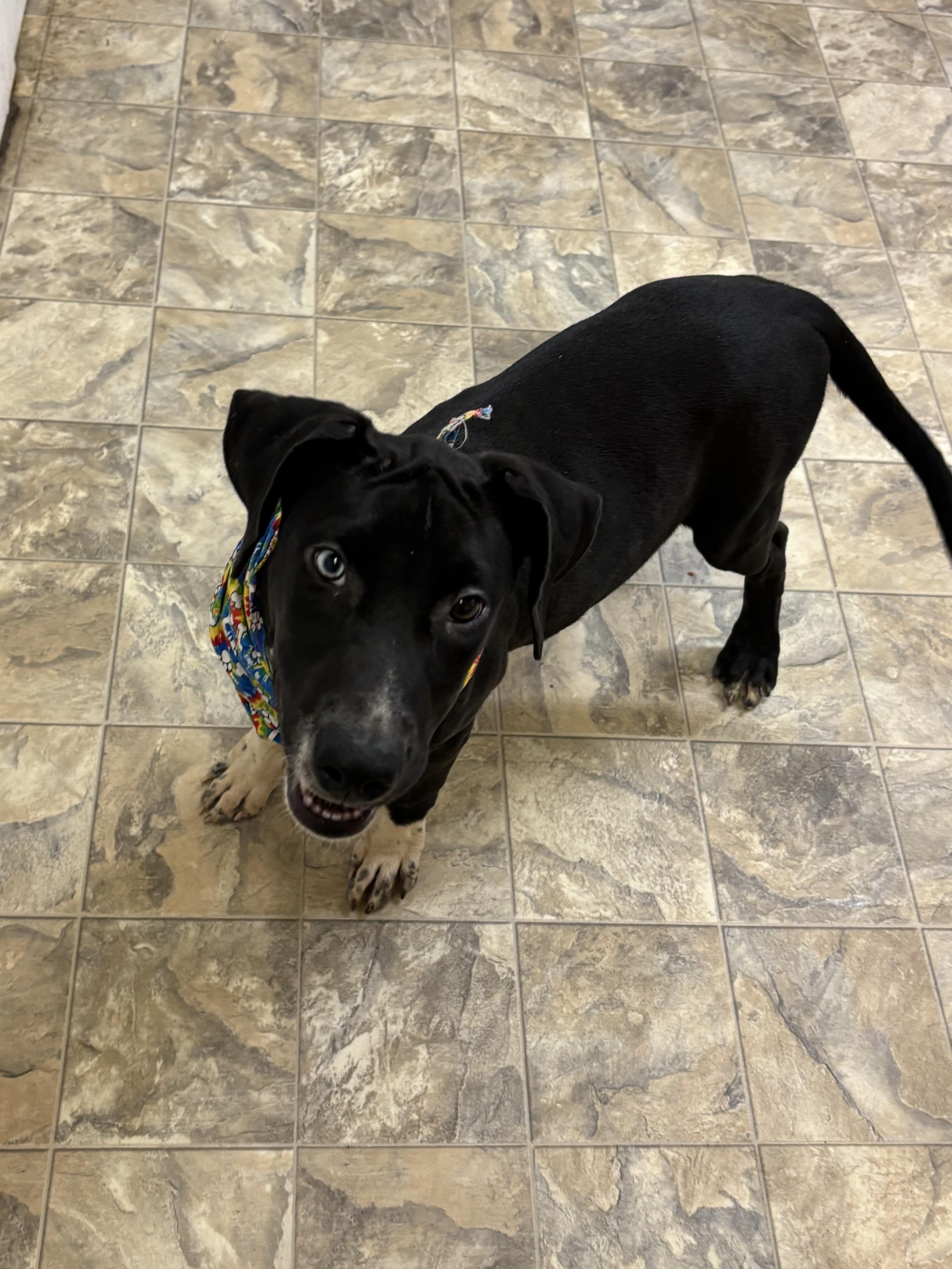 Queso, a Adoptable mixed breed in Pilot Point, TX image 2/3