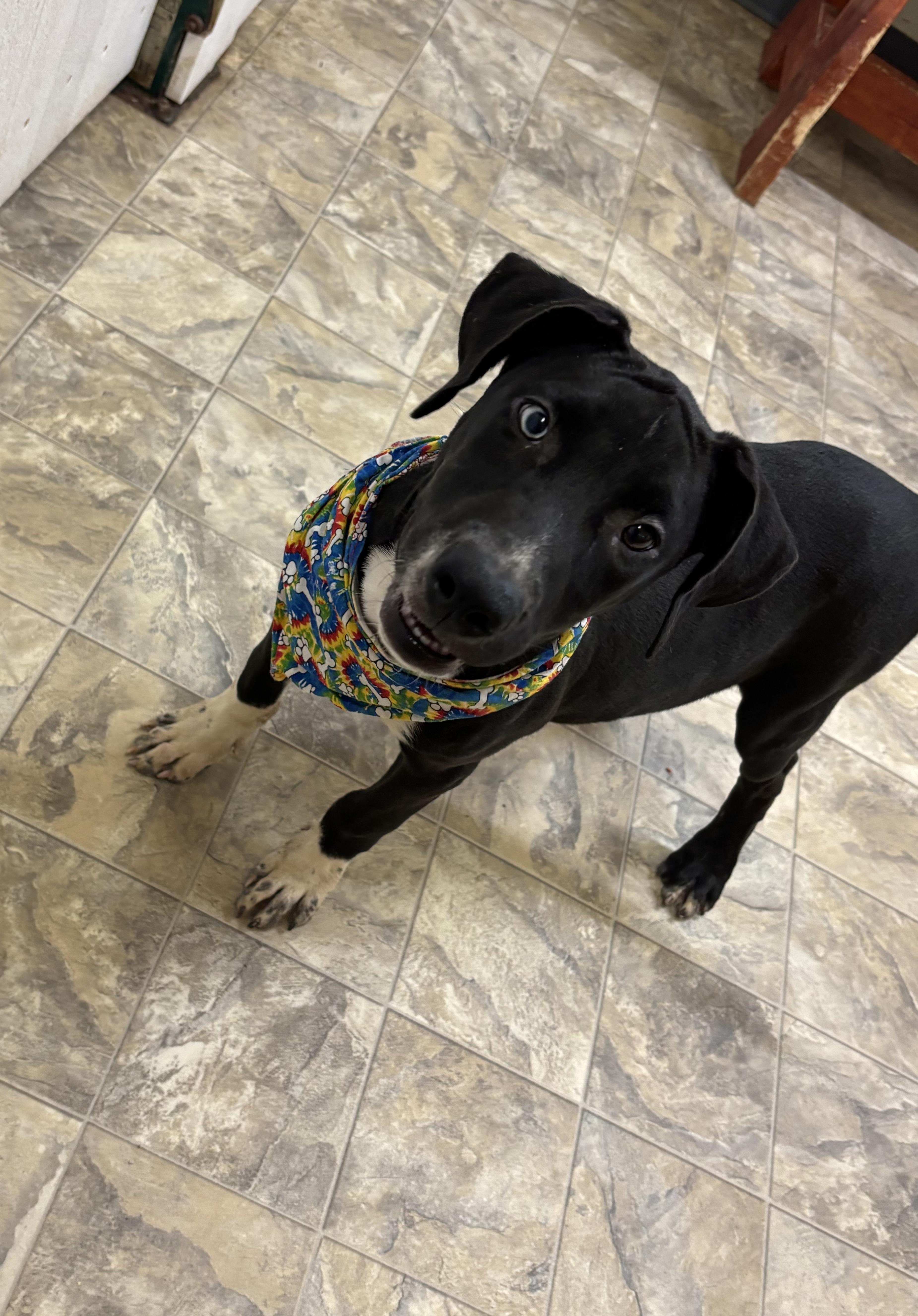 Queso, a Adoptable mixed breed in Pilot Point, TX image 3/3