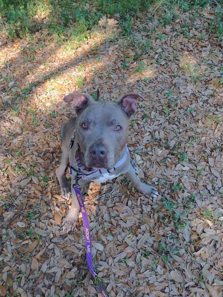 Boss, Adopted, Adult Male American Staffordshire Terrier.